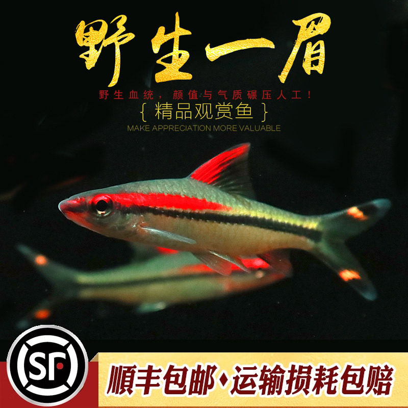 印度原生一眉道人鱼热带淡水观赏鱼水草缸群游灯鱼稀有小型活体鱼