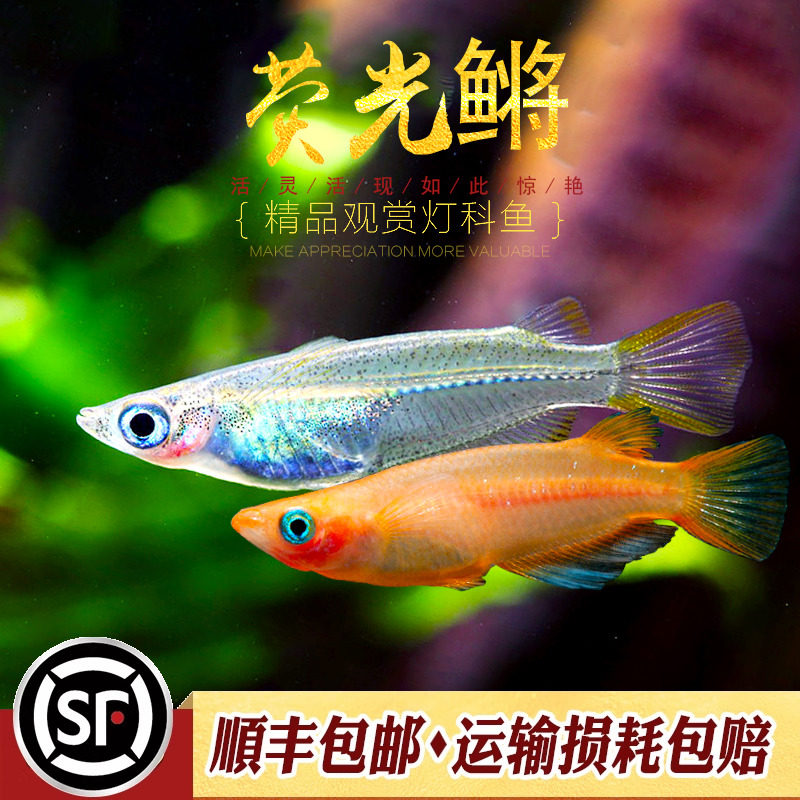 荧光鳉鱼热带鱼淡水小型鱼五彩荧光鳉夜明珠卵生萤光鳉草缸鱼活体