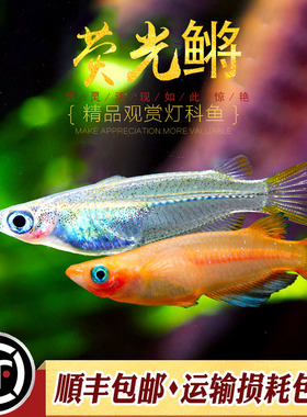 荧光鳉鱼热带鱼小型鱼白色五彩荧光鳉夜明珠卵生萤光鳉草缸鱼活体