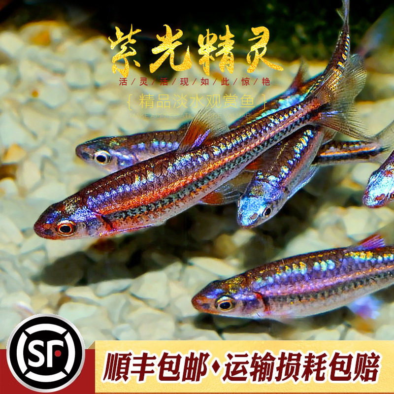 紫光精灵鱼南美水草缸幻彩霓虹灯鱼热带观赏鱼小型耐寒冷水鱼活体