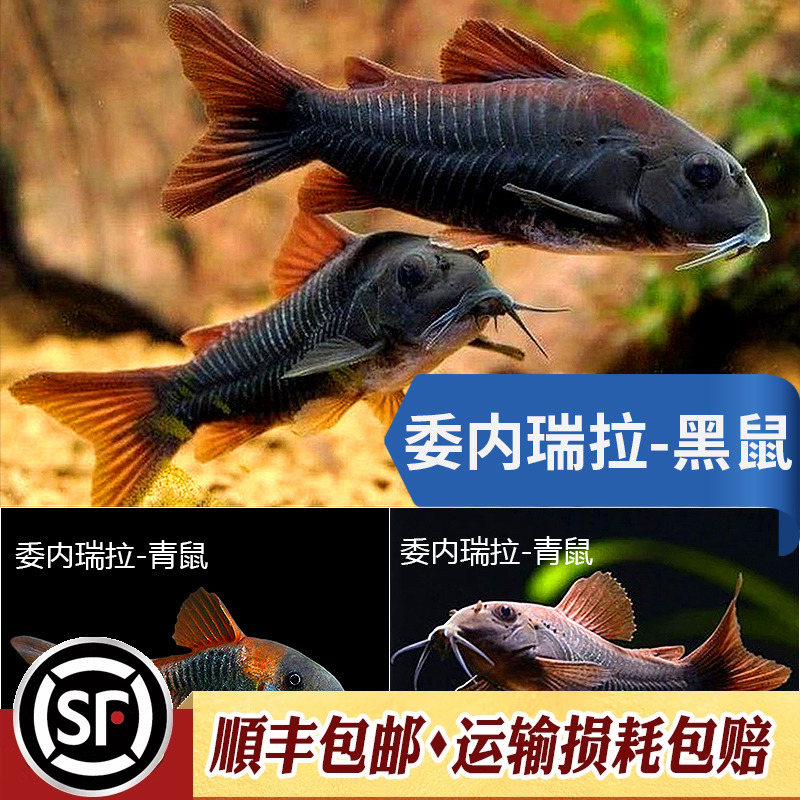 委内瑞拉黑鼠尼罗河工具热带鱼