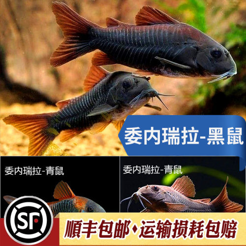 委内瑞拉黑鼠尼罗河工具热带鱼