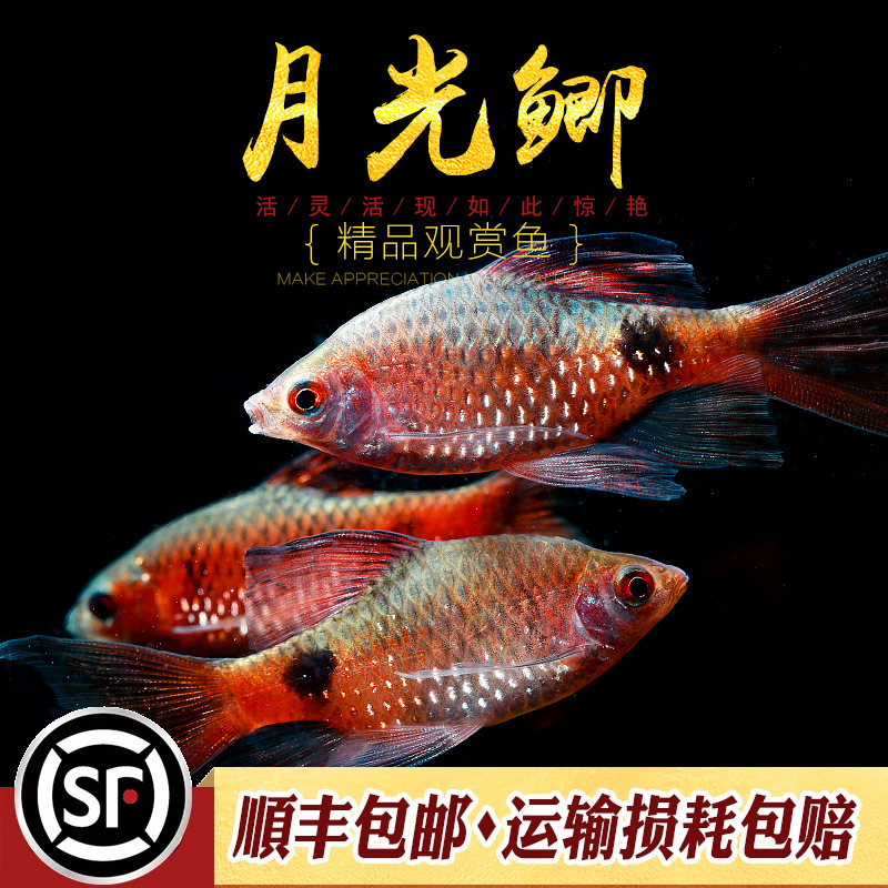 月光鲫鱼活体观赏鱼活体