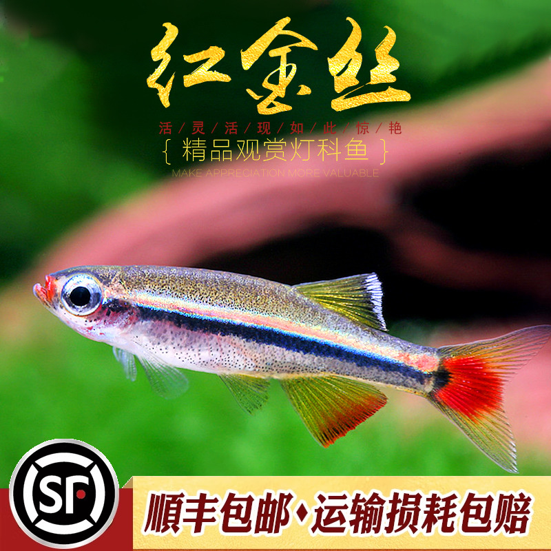 白云金丝观赏鱼新手懒人鱼易养