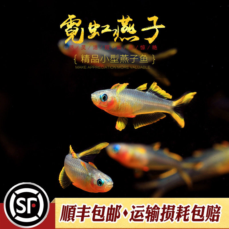 霓虹燕子鱼进口小型淡水热带观赏鱼水草缸上层灯鱼群游新郎官活体