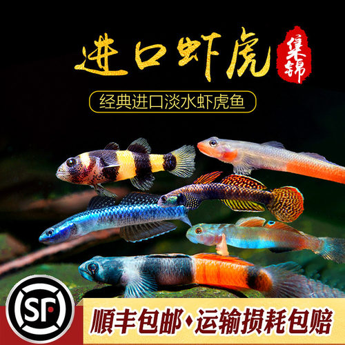 印尼鱼橘吻子陵黄瓜白面红唇
