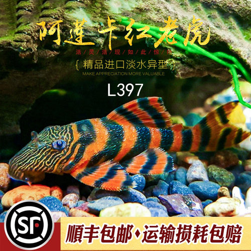 南美异型鱼观赏鱼阿莲卡397