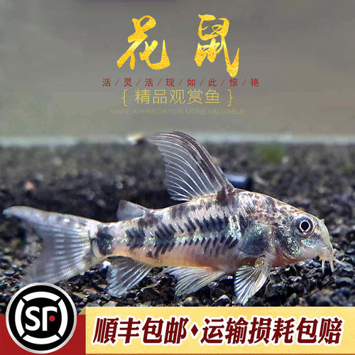 花鼠热带观赏杂色工具鱼活体长鳍
