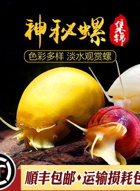 黄金螺观赏象牙神秘螺宠物金黄色兔子蜗牛活体淡水清洁除藻工具螺