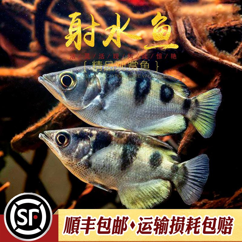 射水鱼高射炮东南亚淡水鱼
