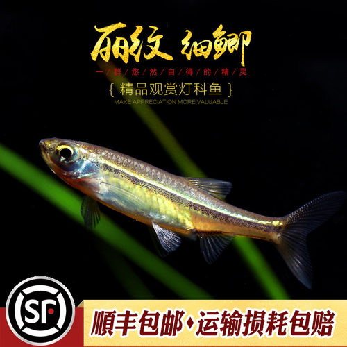 金线丽纹原生小型观赏灯活体鲫鱼