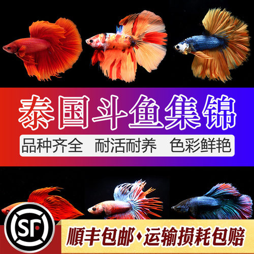 精选泰国进口纯种马尾半月将军