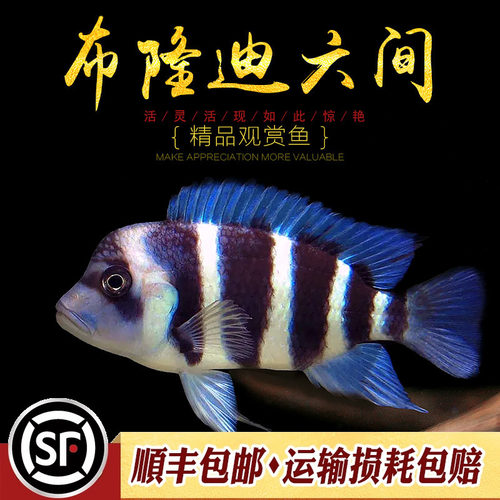 布隆迪六间小型淡水慈鲷鱼