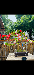 木木三/日本原生皋月杜鹃碧空博多白碧翠好月鸨羽惠绢姬鸨惠美春