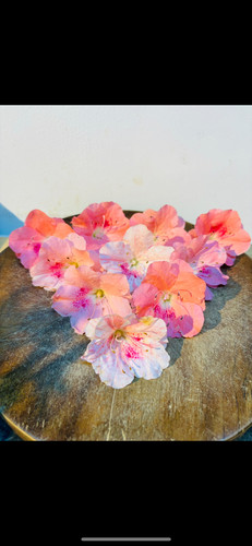 日本原生皋月杜鹃造型盆景