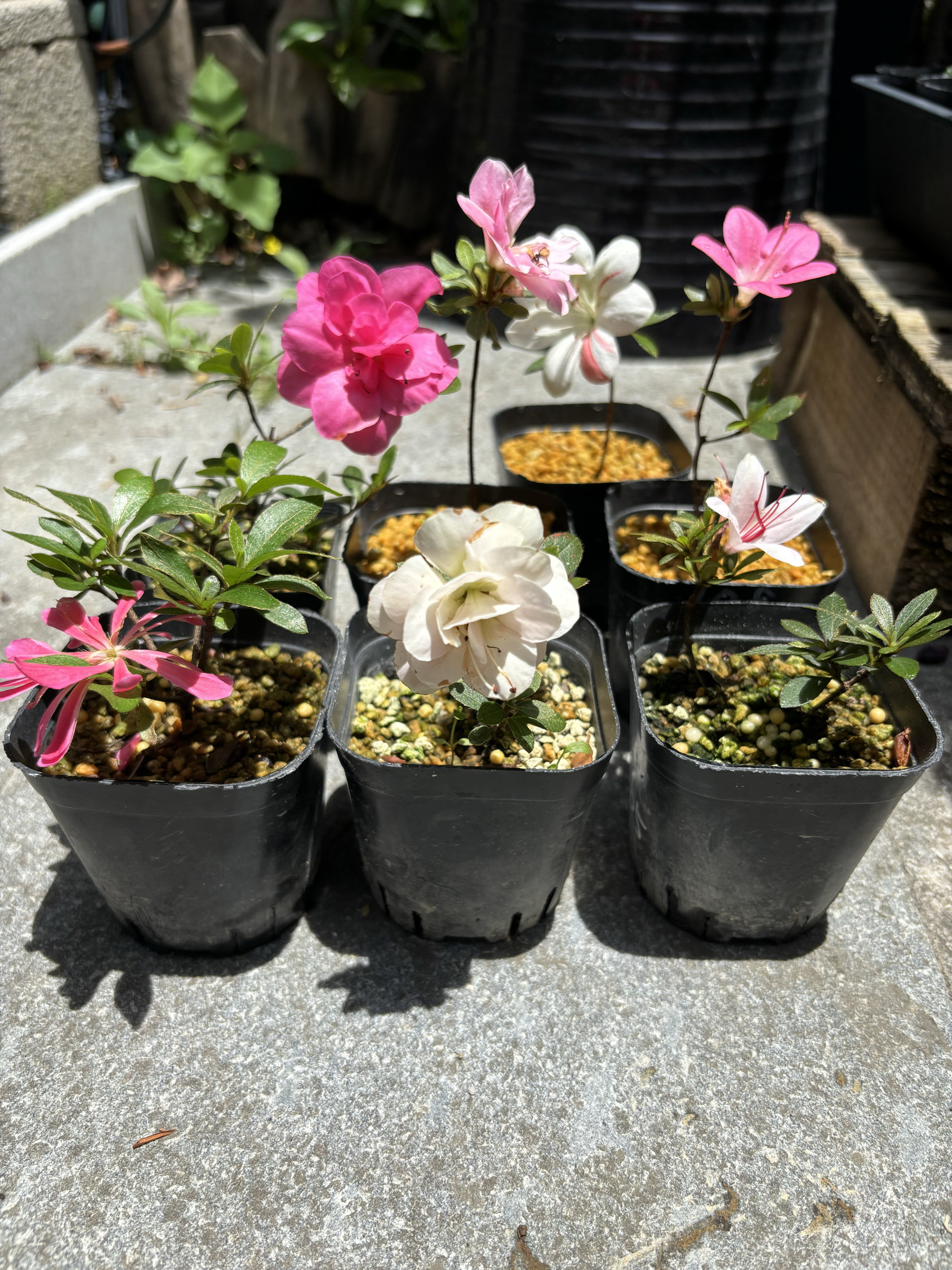 二号店/日本原生皋月杜鹃练手苗明美八咫花瓶凉风鸨惠絹之舞碧翠