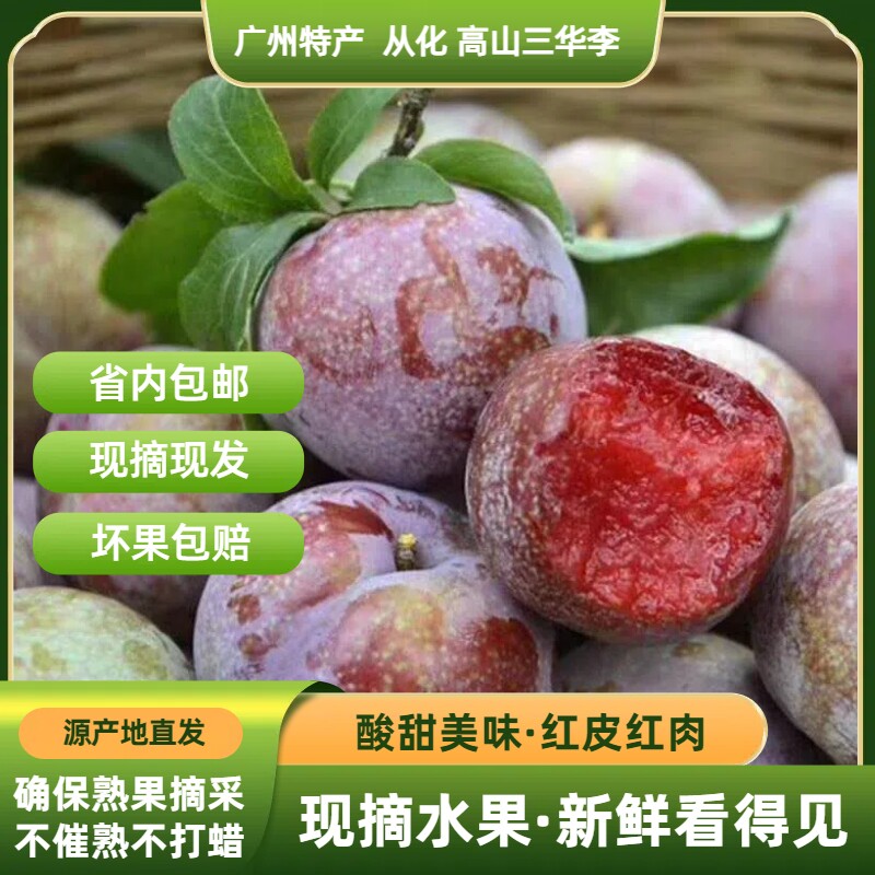 从化三华李 良口/吕田山区产地直发 现摘现发新鲜到家 大小果可选