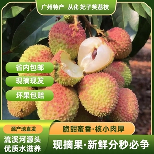 广州从化荔枝 妃子笑早熟荔枝 源产地现摘直发 新鲜24小时到家