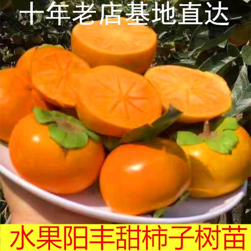 果树苗南方柿子树 图片 价格 多少钱 什么值得买