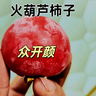 众开颜陕西临潼嫁接柿子树苗尖顶火葫芦盆地栽特大当年结果