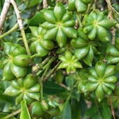 正宗广西八角 大料茴香川菜厨房调味香料烹饪佐料 纯干晒货不熏硫