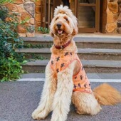 剃毛防晒夏装 抗UV光面凉感背心不粘毛夏季 金毛大型犬 大狗衣服