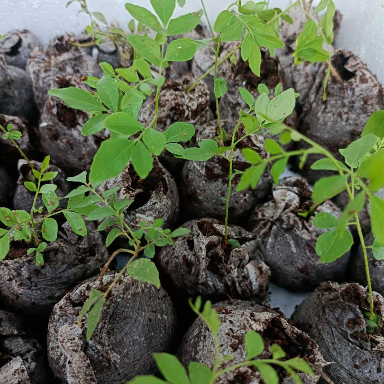 咖喱树苗小苗 印度九里香curryleaves 泰国印度南亚香料 盆栽地栽