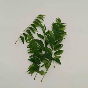 新鲜咖喱叶 印度九里香 麻纹叶CurryLeaves 东南亚调料香料