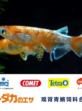 日本Hikari高够力观背青鳉饲料高蛋白产卵粮/日常主食/易消化薄片