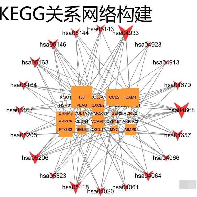 Cytoscape网络分析mega分析inkscape分析ArcMap