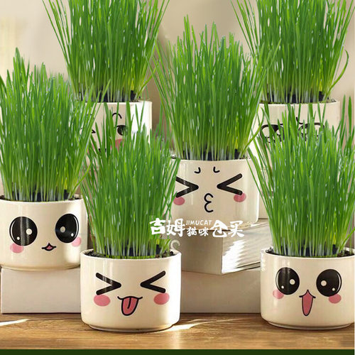 种好的猫草盆栽狗狗吃的小麦草