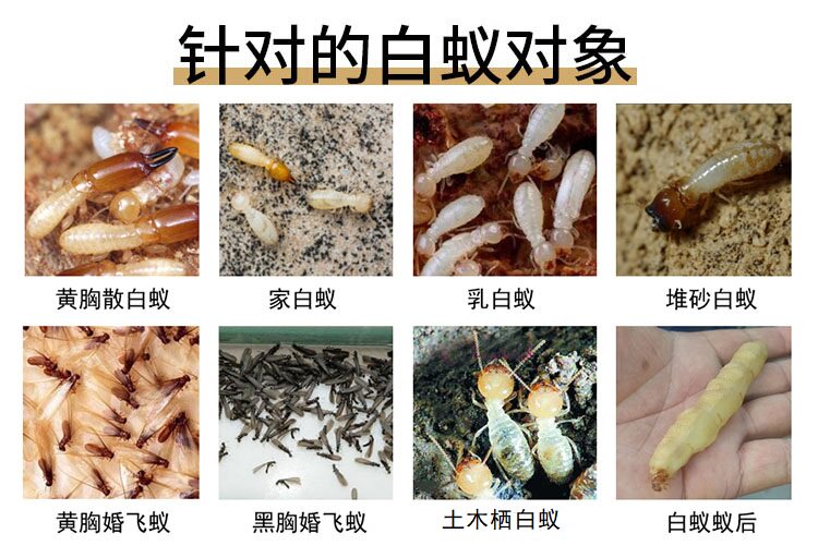 灭白蚁药水防治专用杀预防飞蚂蚁药杀虫剂家用传染一窝全窝端巢灭