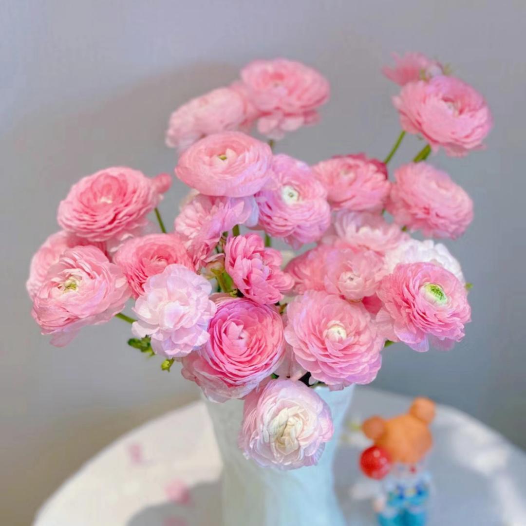 洋牡丹冬季时令鲜花基地直发顺丰