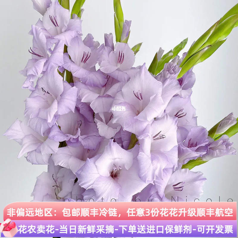 紫色剑兰鲜花云南斗南鲜花基地直发昆明花卉市场插花水养年宵花顺 鲜花速递/花卉仿真/绿植园艺 鲜花速递(同城) 原图主图