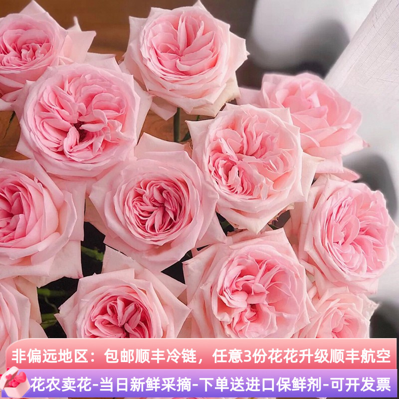 粉荔枝玫瑰花鲜花斗南直发
