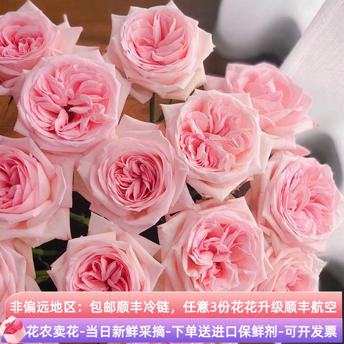 粉荔枝玫瑰花鲜花斗南直发