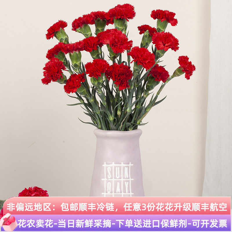 康乃馨鲜花云南昆明基地斗南直发水养花束花瓶插花康奶馨顺丰切花