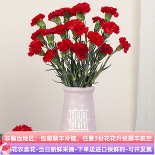 康乃馨鲜花云南昆明基地斗南直发水养花束花瓶插花康奶馨顺丰切花
