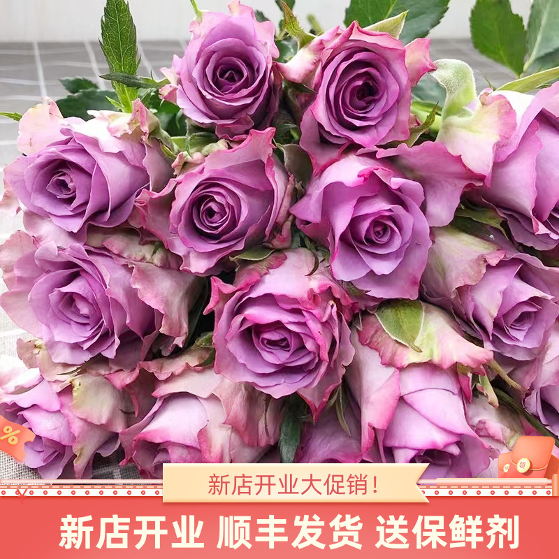 鲜切花紫色玫瑰花紫霞仙子云南斗南基地直发顺丰家用水培插花束