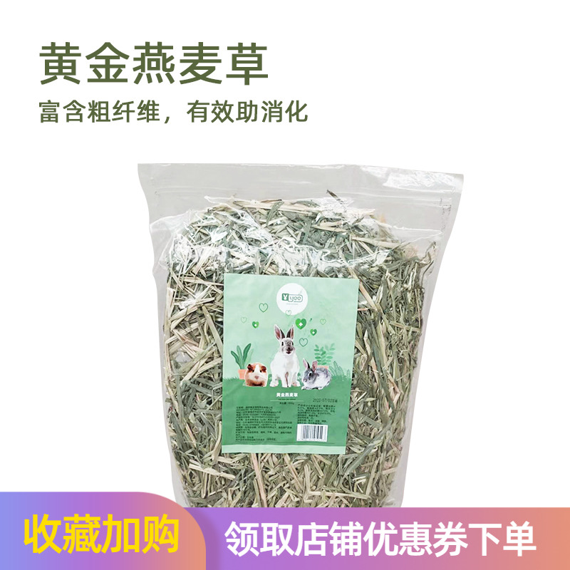 黄金燕麦草兔子澳麦代替提摩西