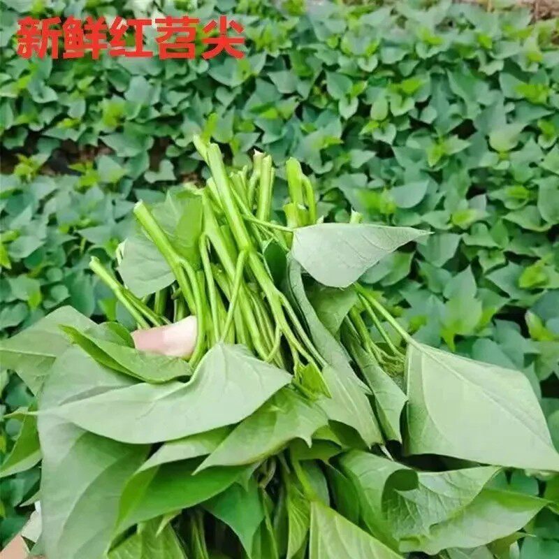 四川新鲜地瓜叶嫩叶嫩尖红薯尖红叶菜类