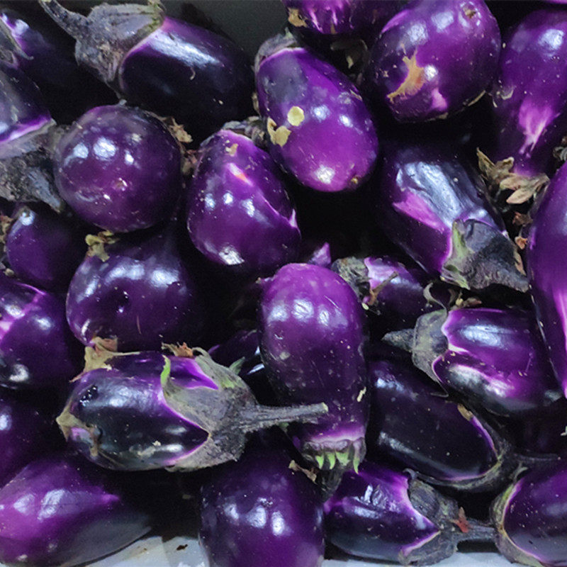 新鲜茄子江西本地当季蔬菜非大棚农家自种圆茄子软糯香甜非转基因