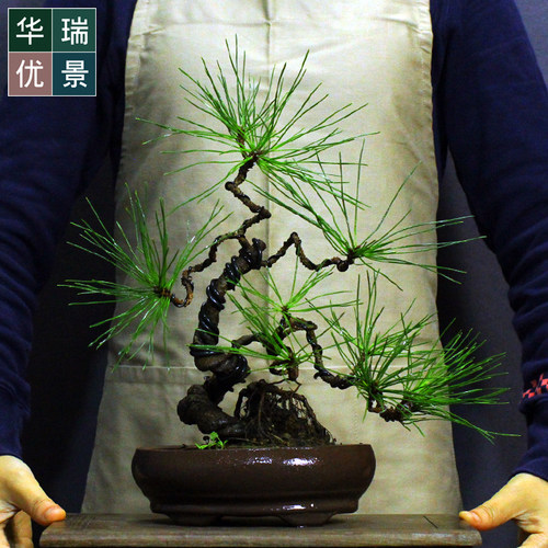 松柏盆栽价格 松柏盆栽图片 星期三