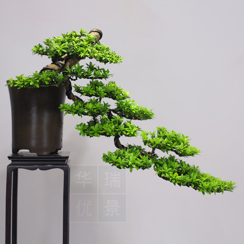 原生珍珠罗汉松小老桩盆景 小型室内茶台办盆栽 四季常青居家植物