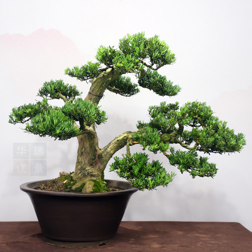 原生南通雀舌老桩罗汉松菊花芯