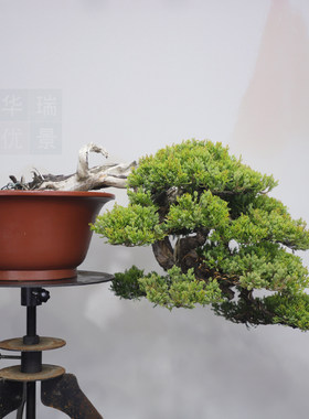 原生台湾真柏老桩舍利枝盆景