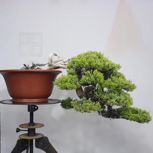 原生台湾真柏精品造型盆景老桩舍利枝四季常青盆景山采刺柏崖柏松