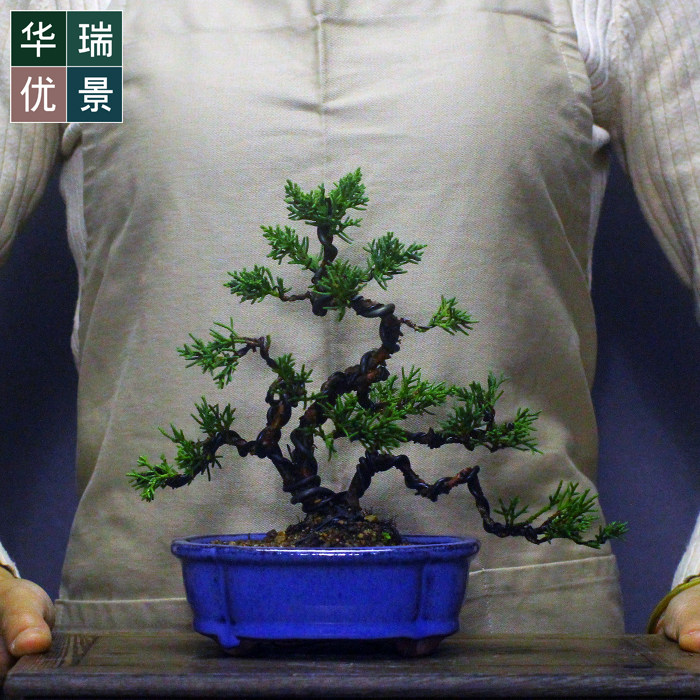 盆栽真柏素材模板 盆栽真柏图片下载 小麦优选