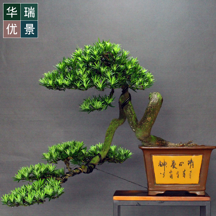 低价精品如派造型罗汉松盆景 办公居家盆栽 四季常青植物室内松柏