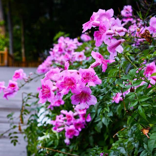 浪漫粉色非洲凌霄花苗大花花卉观花绿植庭院阳台夏秋开花